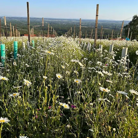 Weintsicht Am Seindl