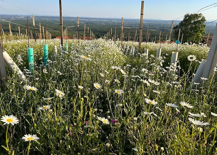 Weintsicht Am Seindl